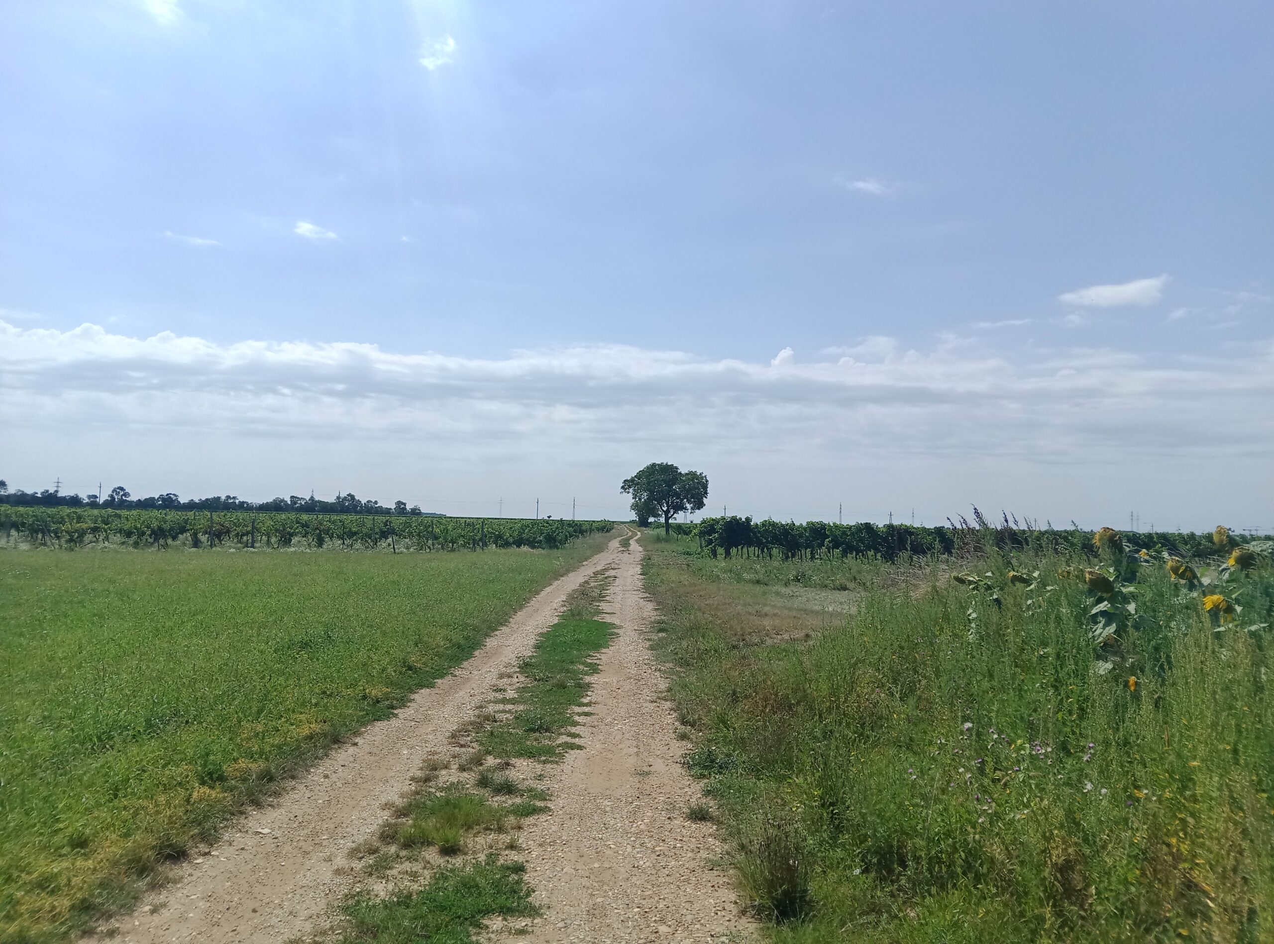 Zentralalpenweg Tag 02: Parndorf – Breitenbrunn